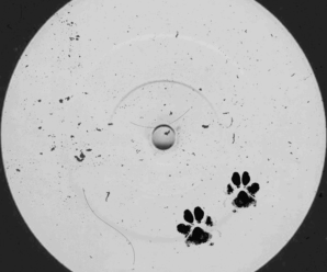 About That – Who Let The Dogs Out (ft. EVALINA)