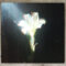 Netsky Teams Up with Bebe Rexha for Euphoric New Single – ‘Light That Leads Me’