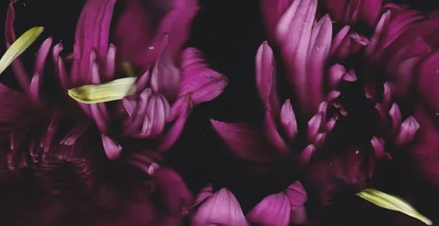 Sultan + Shepard Deliver Atmospheric Remix of Prinze George’s ‘Centuries’